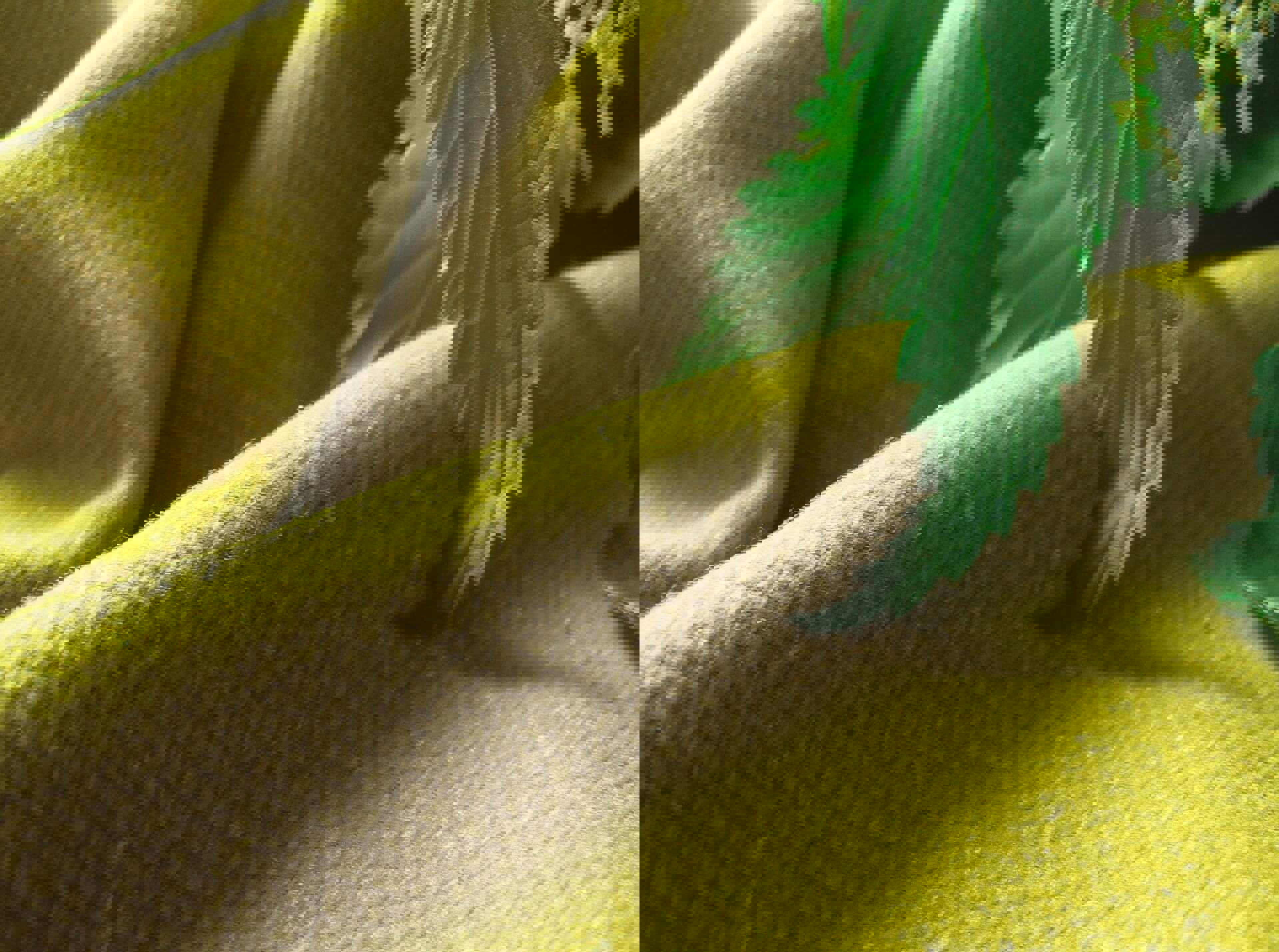 Nettle Acorn 003 (2)